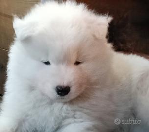 Cucciolo Samoiedo