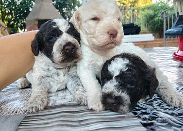 Cuccioli Lagotto Romagnolo