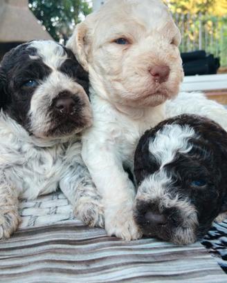 Cuccioli Lagotto Romagnolo