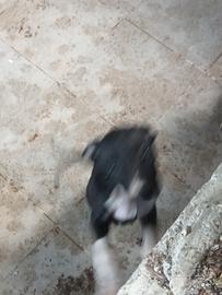 Meticcio