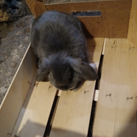 Conigli nani ariete blu