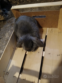 Conigli nani ariete blu