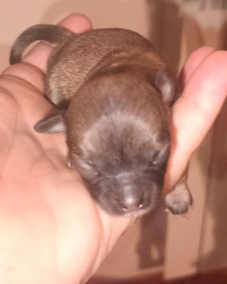cane chihuahua tre maschi e una fem