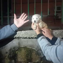 Mini cucciola maltipoo
