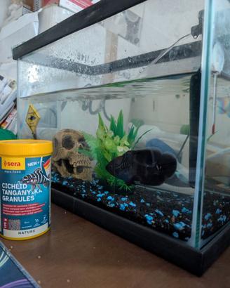 Acquario