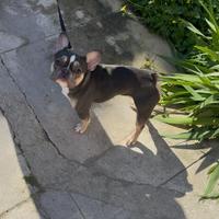 Bull Dogg francese