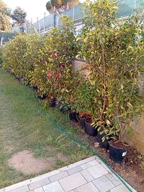 siepe photinia red 