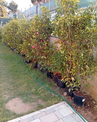 siepe photinia red 
