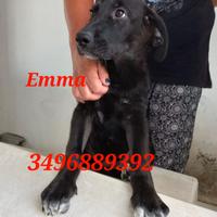 Cucciola sola nel box