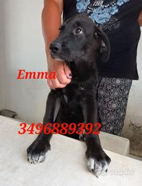 Cucciola sola nel box