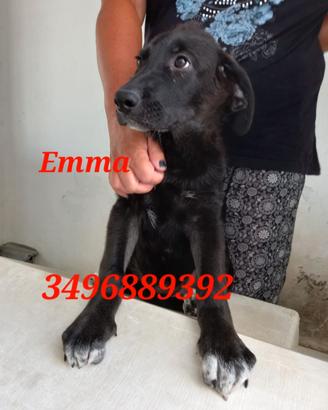 Cucciola sola nel box