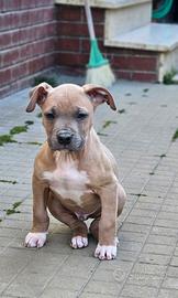Pitbull ukc