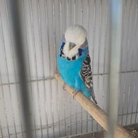 Allevamento cocorite inglesi