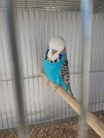 Allevamento cocorite inglesi