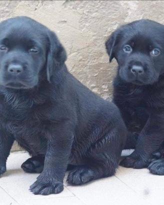 Labrador Retriever cucciole femmine nere