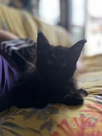 Cucciola di Maine coon
