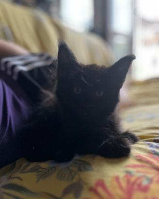 Cucciola di Maine coon