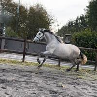 Cavallo Andaluso