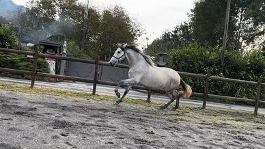 Cavallo Andaluso