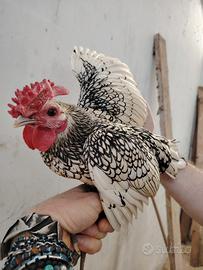 Gallo sebright