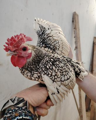 Gallo sebright