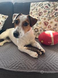 Jack Russel
