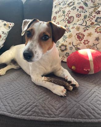 Jack Russel