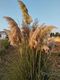 pampas