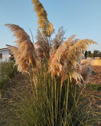pampas