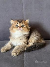 British longhair (maschio)