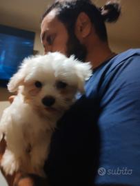 MALTESE MINI TOY