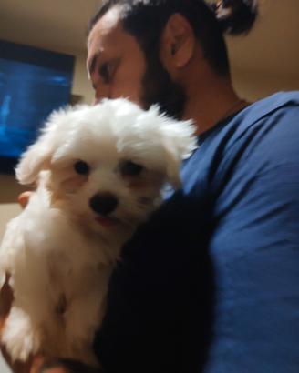 MALTESE MINI TOY