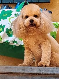 Barboncino toy monta