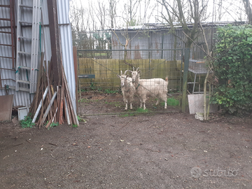 Capre bionde adamello