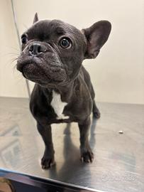 Bulldog francese
