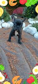Bouldogue francese