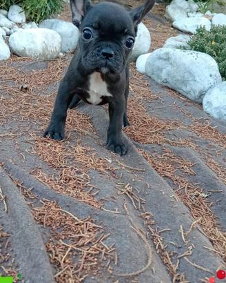Bouldogue francese