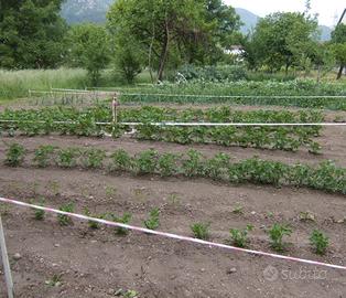 Terreno orto irriguo con varie piante da frutto