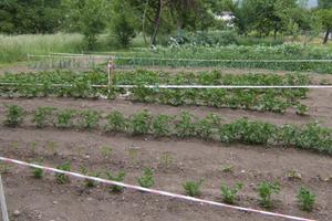 Terreno orto irriguo con varie piante da frutto