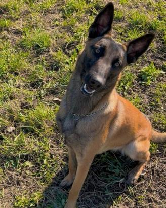 Pastore belga malinois