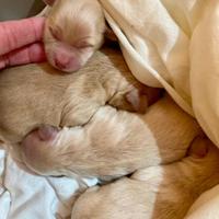 Cucciolini maltipoo nani