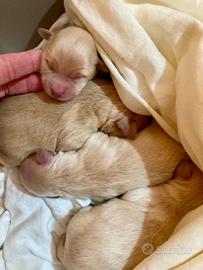 Cucciolini maltipoo nani