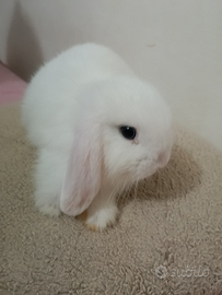 Conigli nani- Mini Lop
