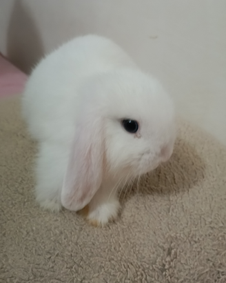 Conigli nani- Mini Lop