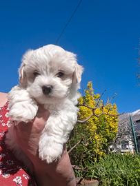 Cucciolo maltese