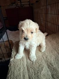 Cuccioli di barboncino toy
