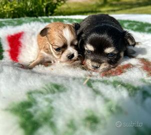Cuccioli di chihuahua con pedigree enci