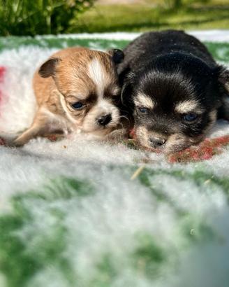 Cuccioli di chihuahua con pedigree enci