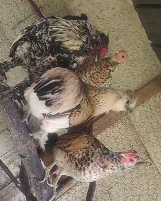 Galline pantamine