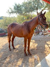 Cavallo